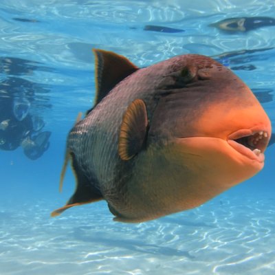 a fish swimming under water