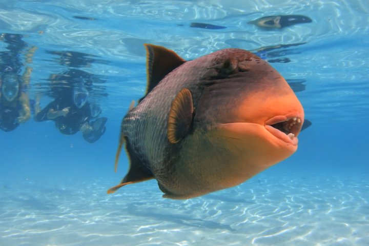 a fish swimming under water