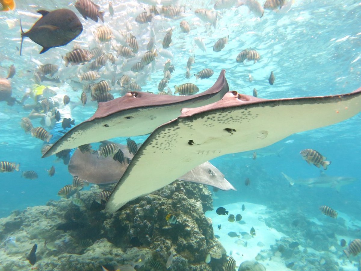 a fish swimming under water