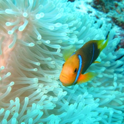 a fish swimming under water