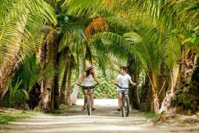 Two people biking on a path lined with lush palm trees.