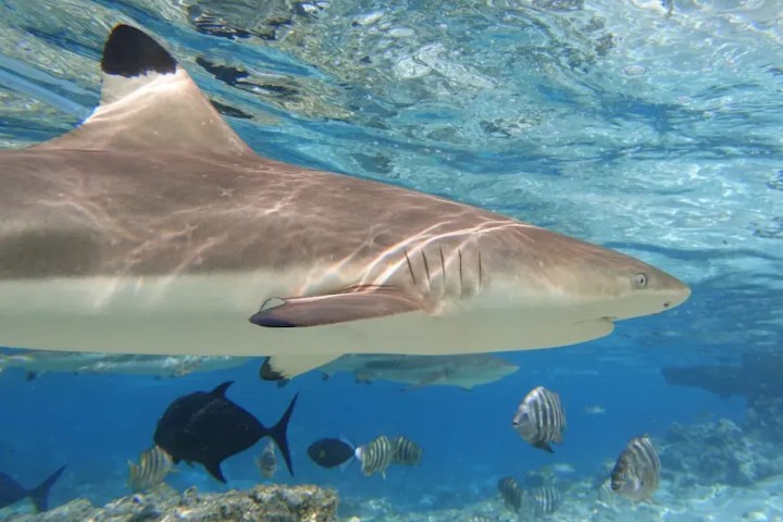Blacktip reef sharks swimming in the crystal clear turquoise waters of Moorea during a sea scooter snorkeling tour.
