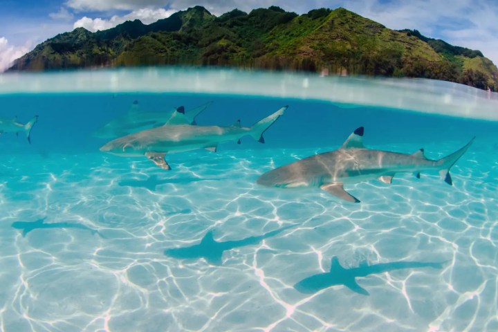 Swimming with blacktip reef sharks in the crystal clear turquoise water of Moorea lagoon with Moorea Water Games