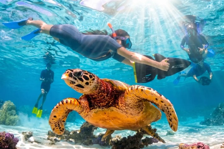 Snorkelers using sea scooters to swim with a sea turtle in Moorea lagoon.